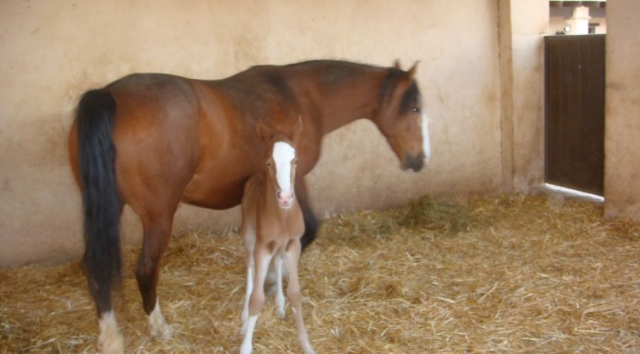 Criamos equinos
